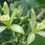 orchidee-vanille